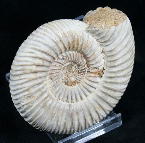 Perisphinctes Ammonite - Jurassic #7376